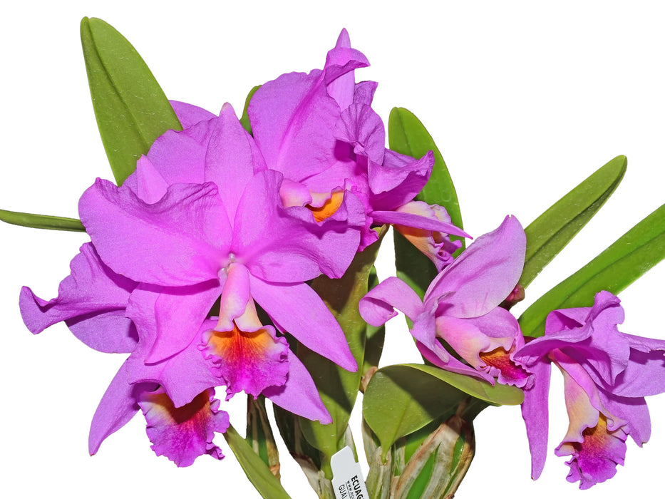 Cattlianthe Memoria Carlos Velasquez