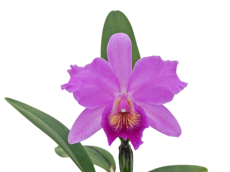 Cattlianthe Tayos