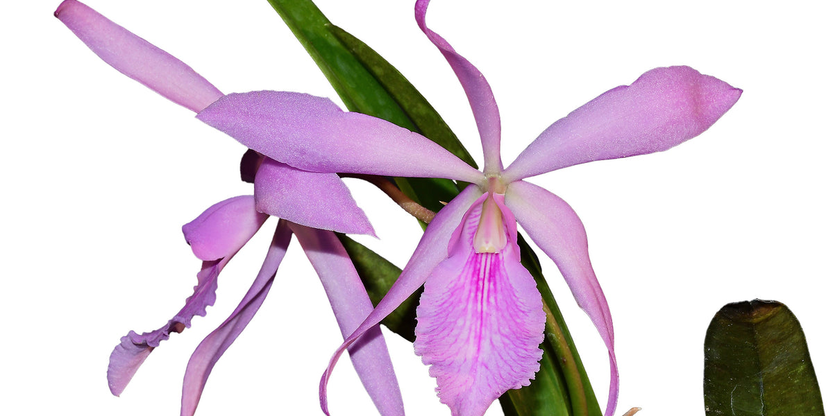 Catyclia Maureen Shank - White Purple Orchid Hybrid — Ecuagenera