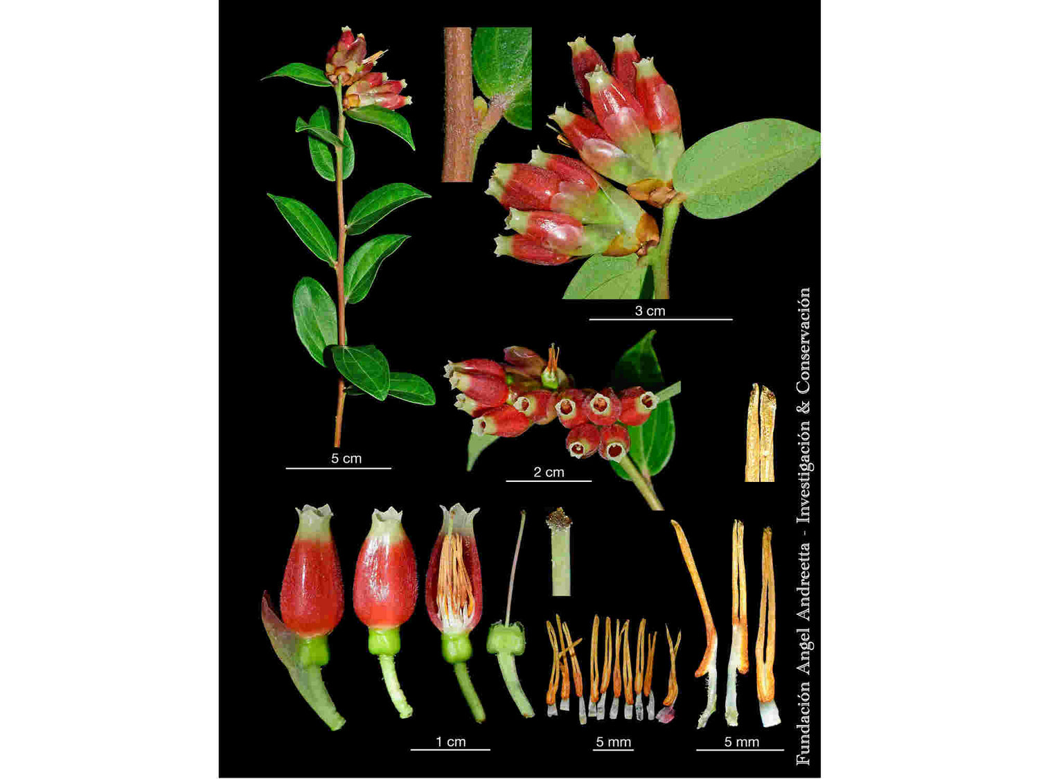 Cavendishia bracteata