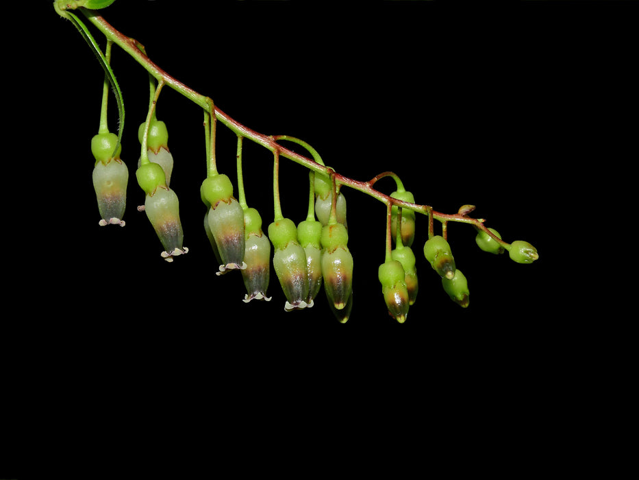 Cavendishia isernii var Ecuagenera