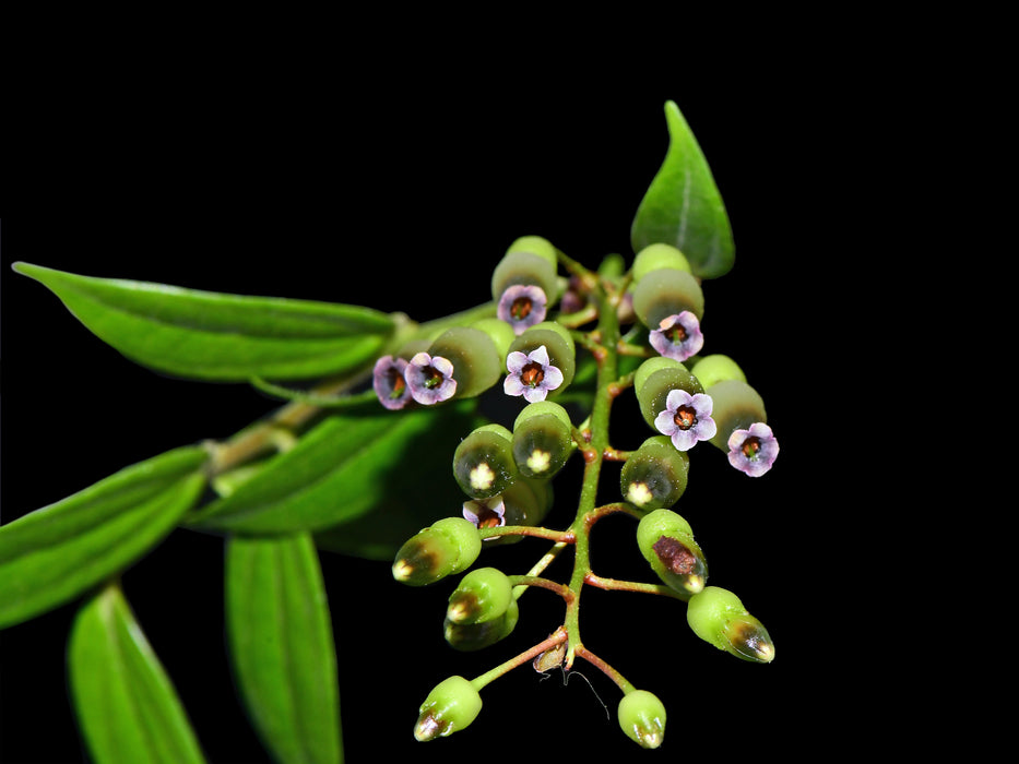 Cavendishia isernii var Ecuagenera