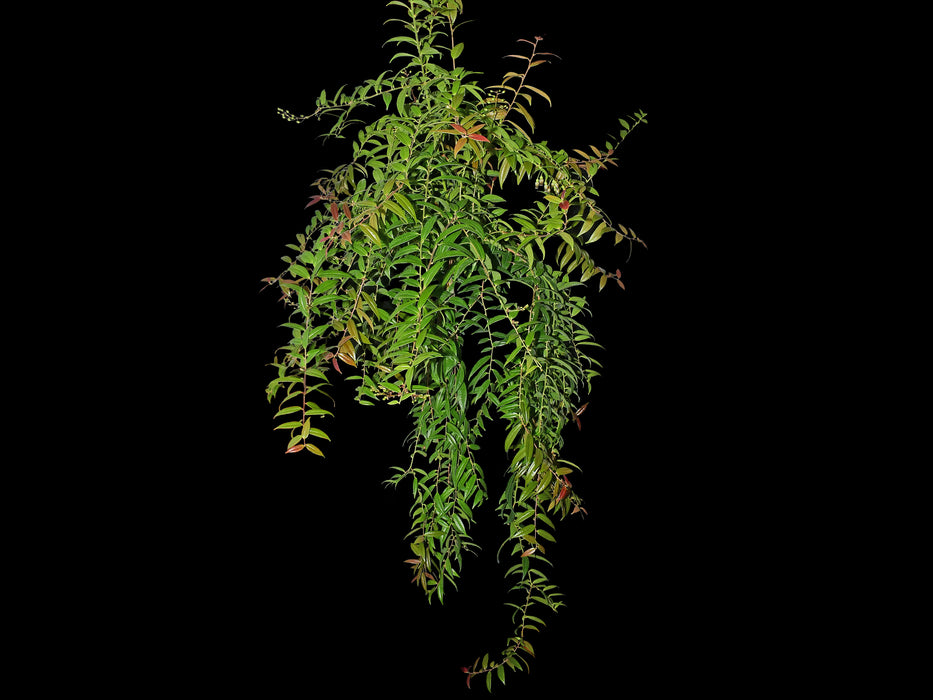 Cavendishia isernii var Ecuagenera
