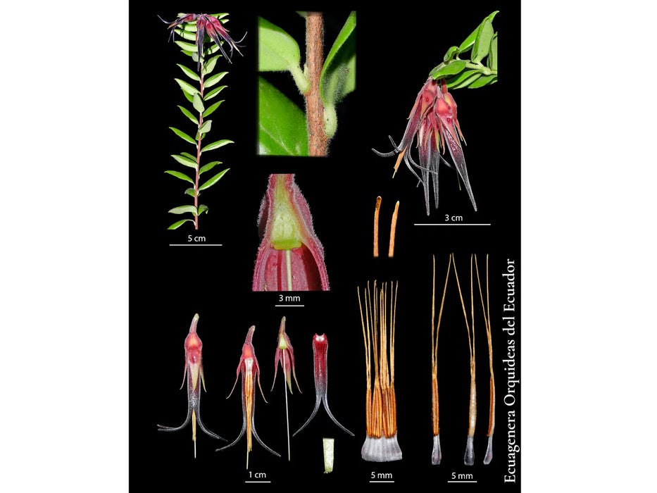 Ceratostema doucettei