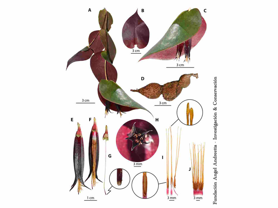 Ceratostema ingridportillae