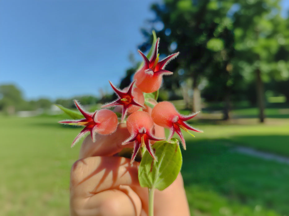 Ceratostema lanigerum (Big)