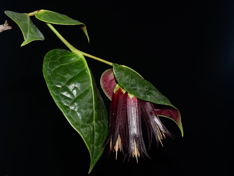 Ceratostema auriculatum
