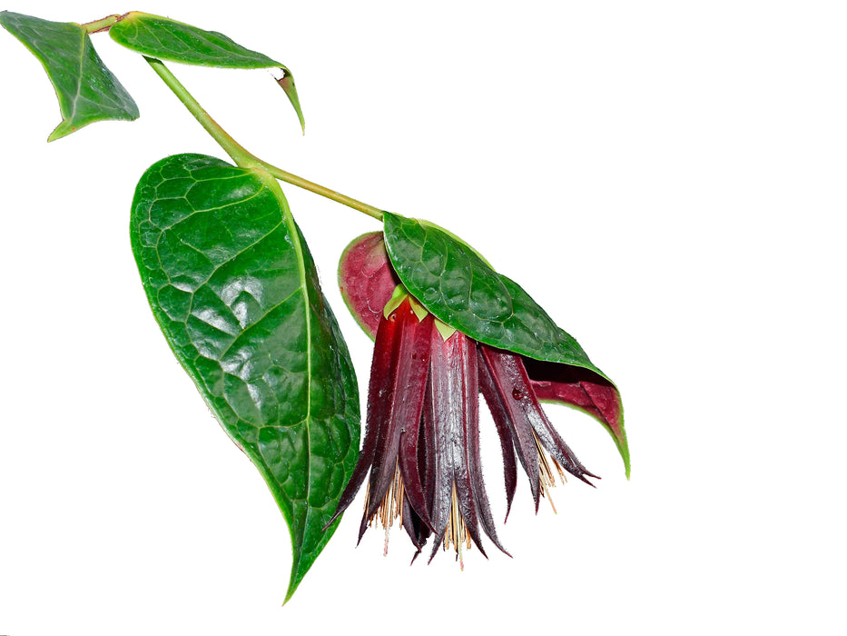 Ceratostema auriculatum