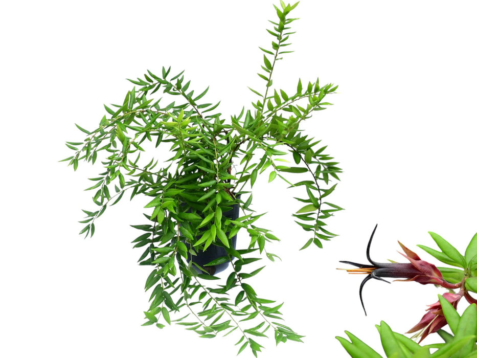 Ceratostema doucettei