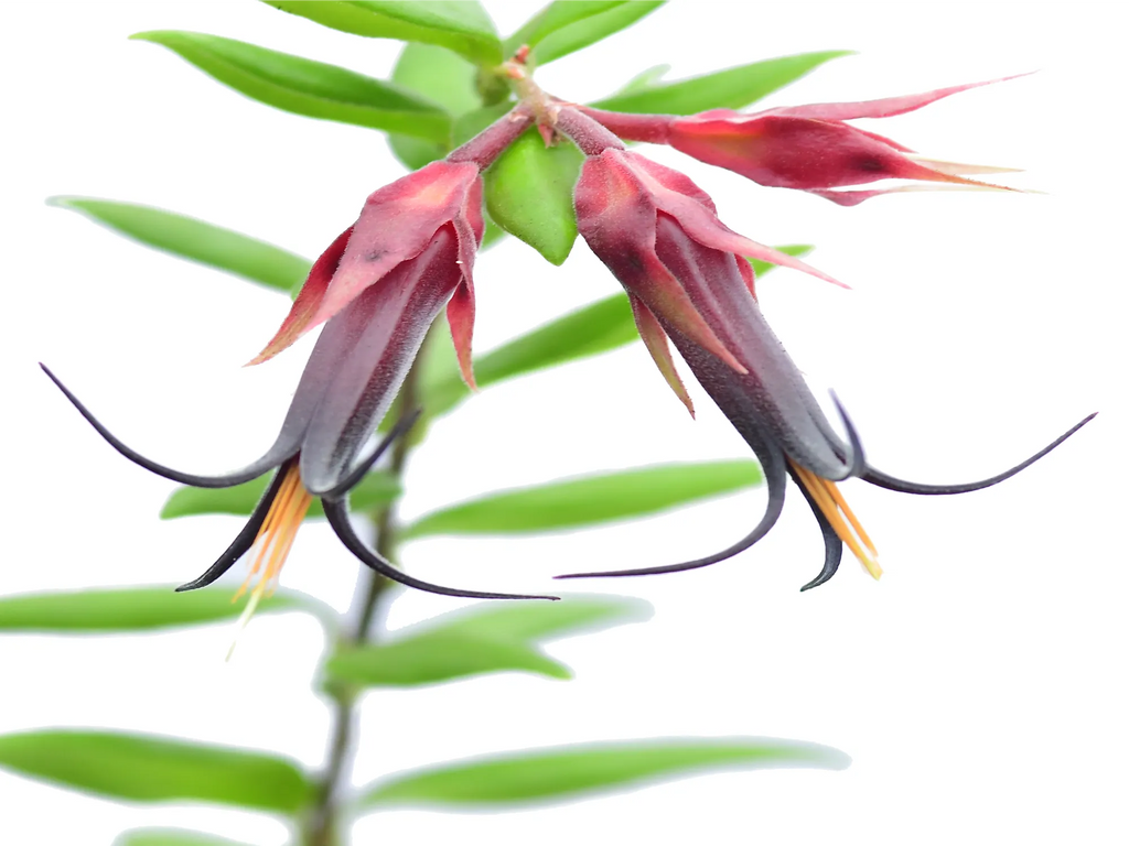 その他観葉植物 Ceratostema doucettei Ceratostema doucettei — Ecuagenera USA Corp