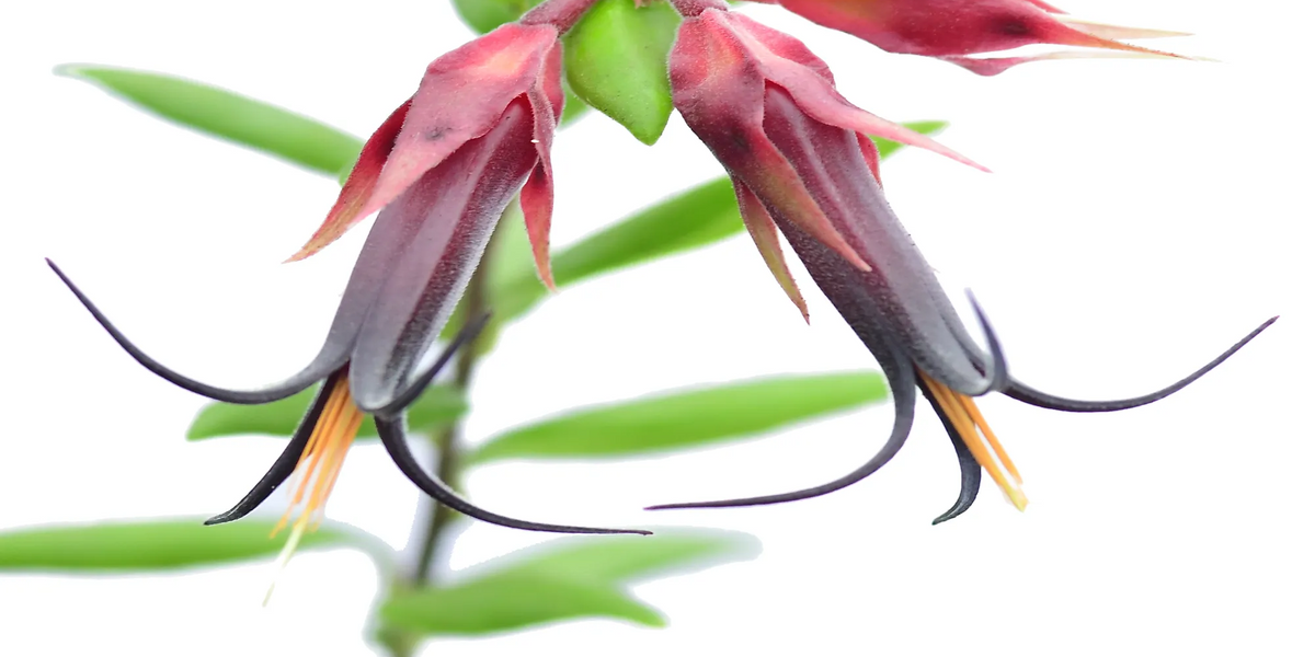 その他観葉植物 Ceratostema doucettei Ceratostema doucettei — Ecuagenera USA Corp