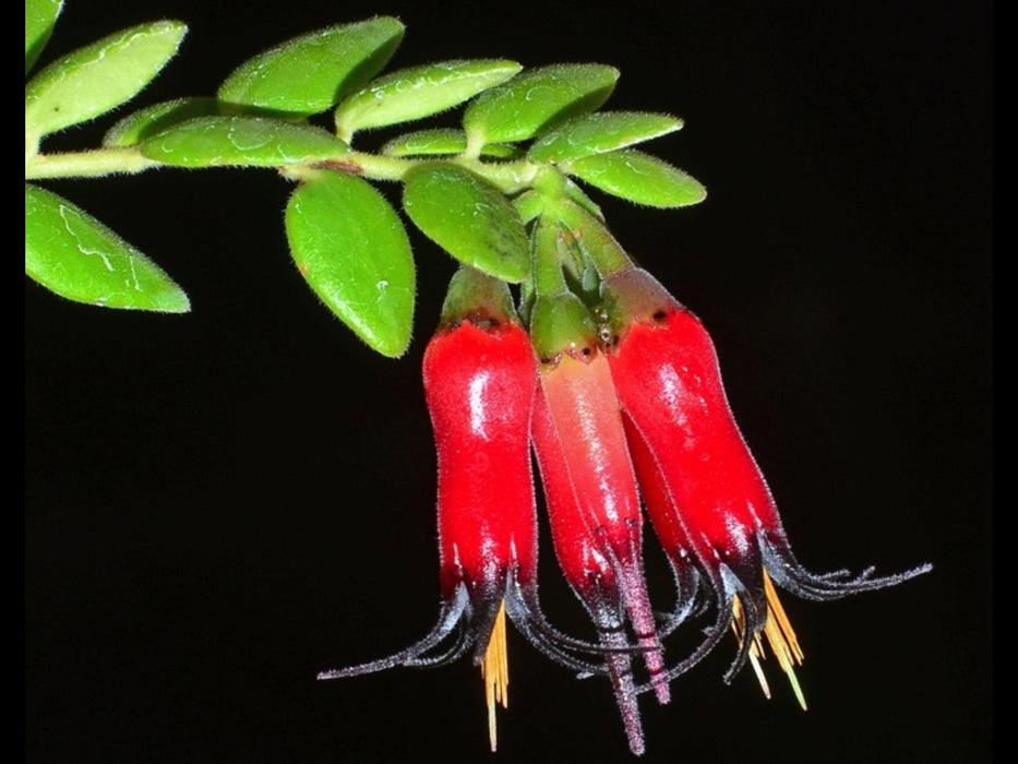 Ceratostema glans
