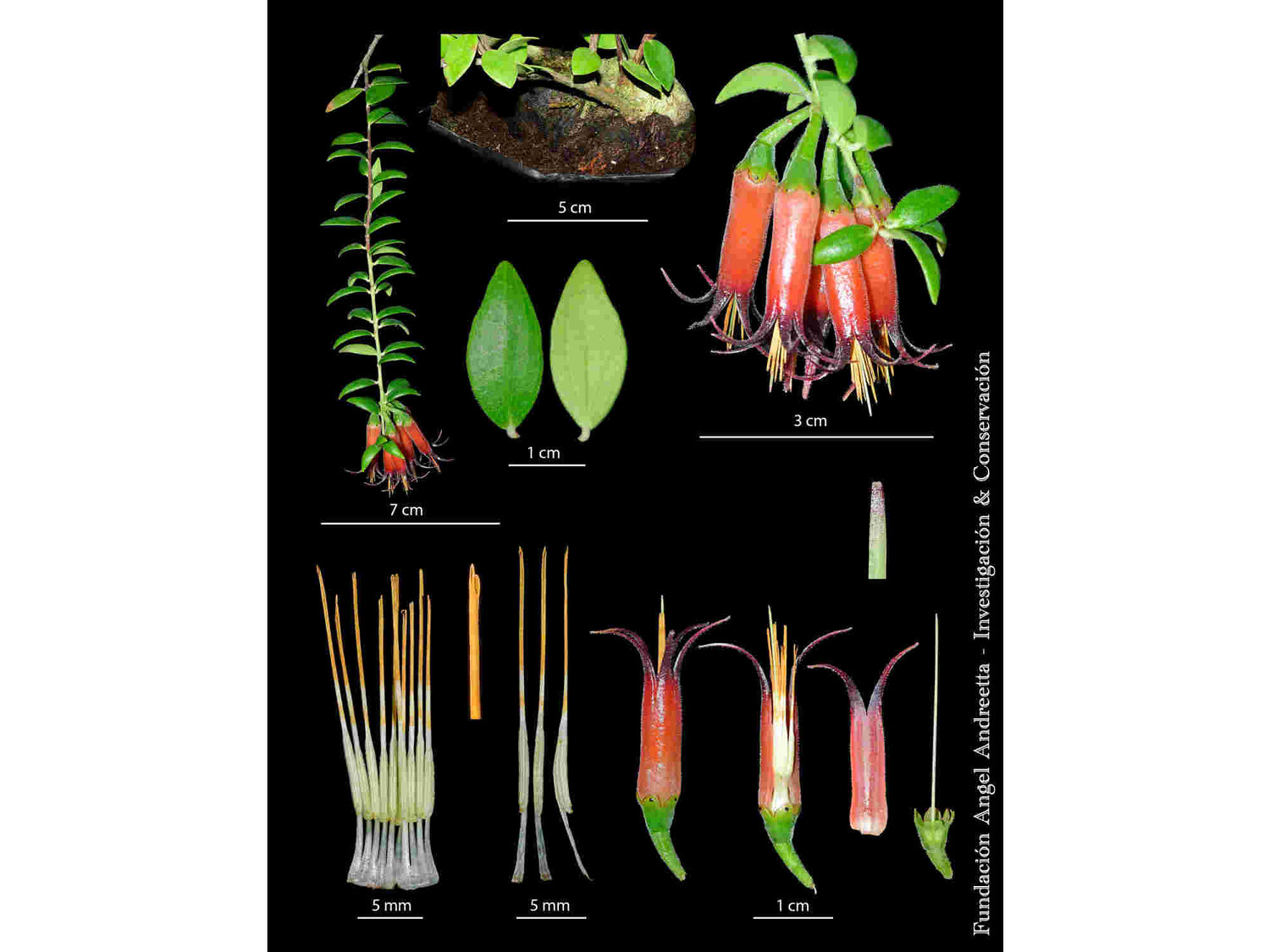 Ceratostema glans