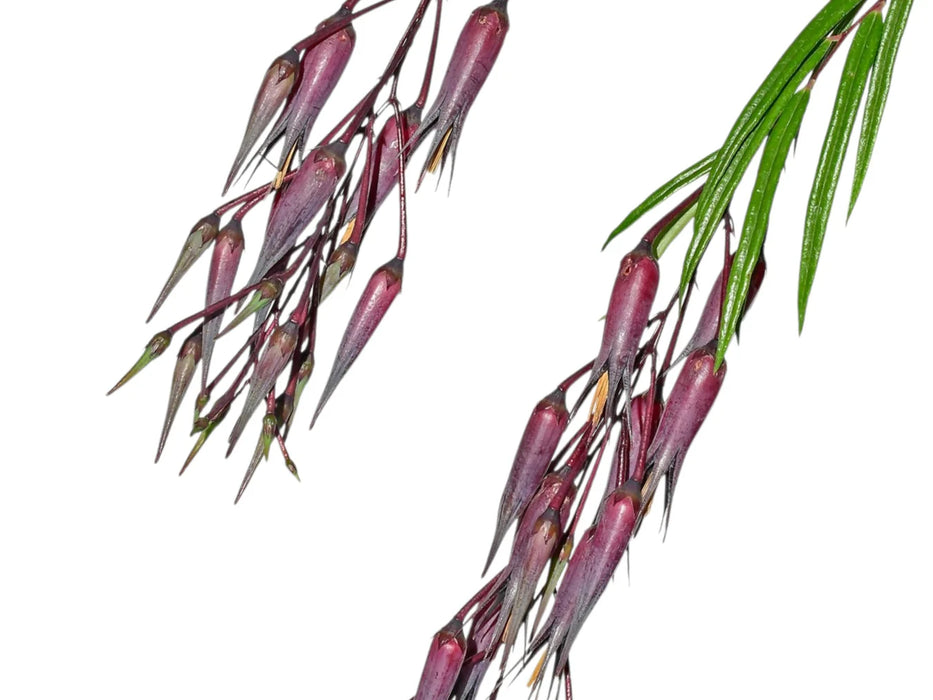 Ceratostema guachizacae