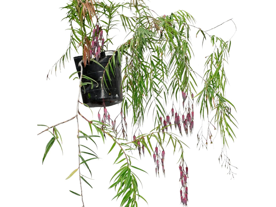 Ceratostema guachizacae