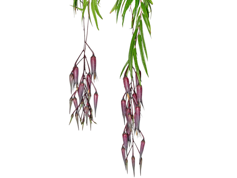 Ceratostema guachizacae