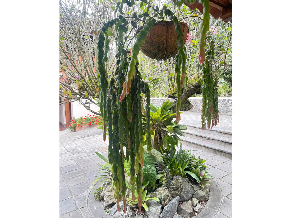 Ceratostema gualaquizensis