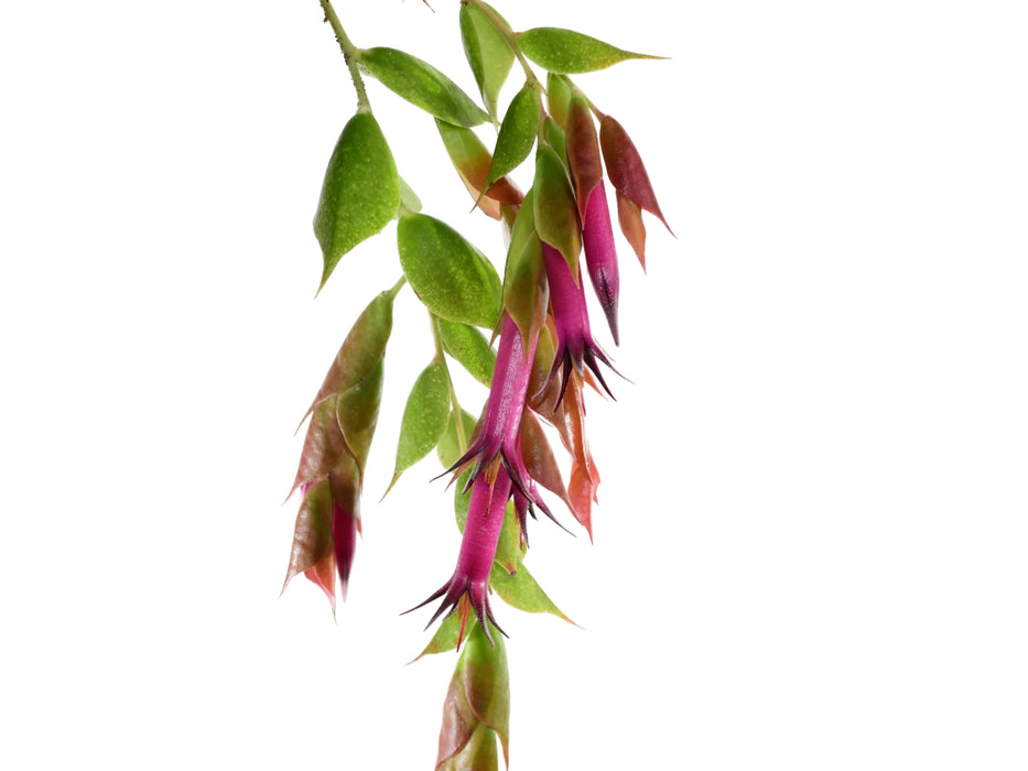 Ceratostema gualaquizensis var. laciniata