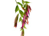 Ceratostema gualaquizensis var. laciniata