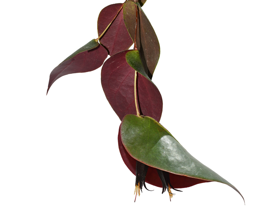 Ceratostema ingridportillae