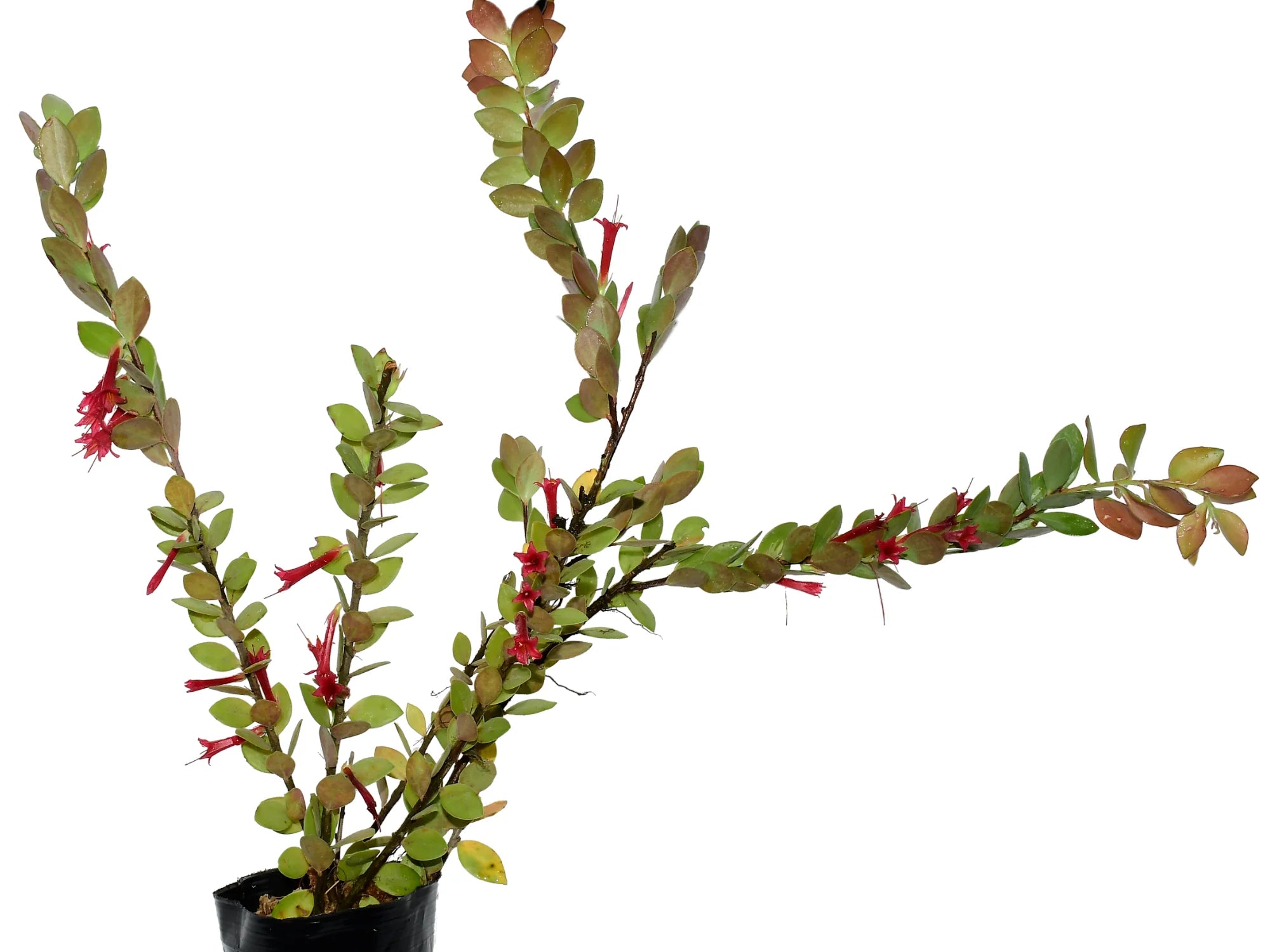 Ceratostema kiatana — Ecuagenera USA Corp