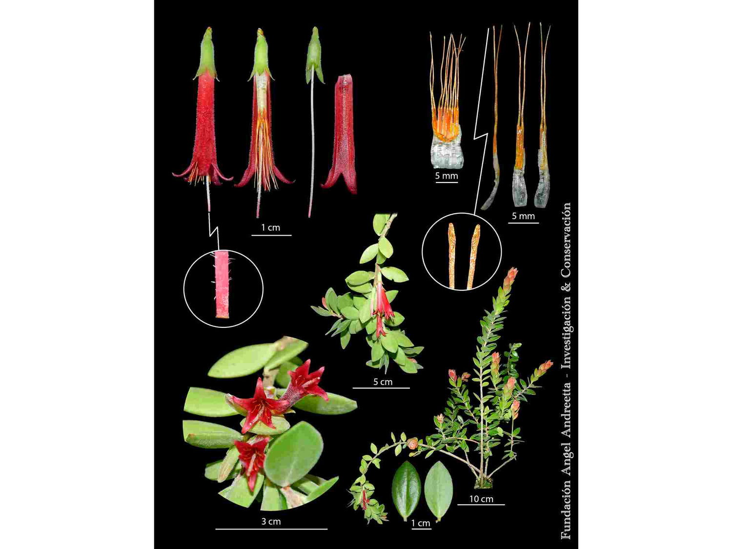 Ceratostema kiatana