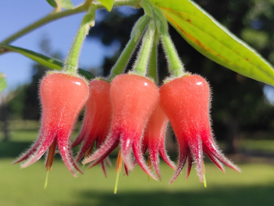Ceratostema lanigerum (Big)