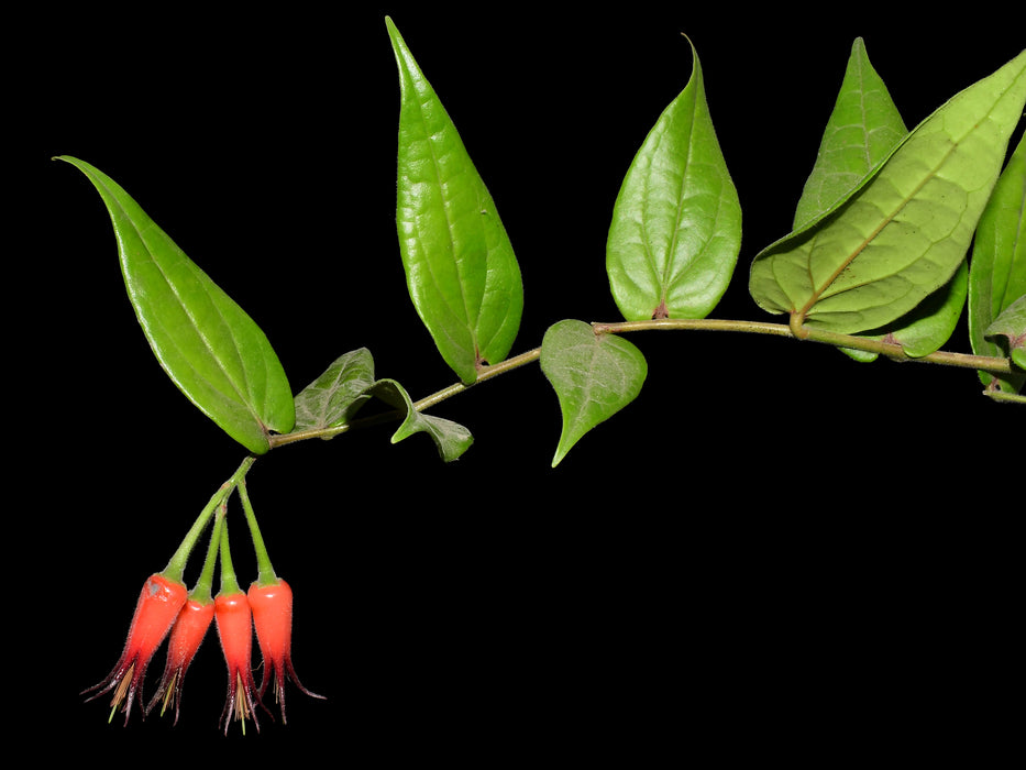 Ceratostema lanigerum var Ecuagenera
