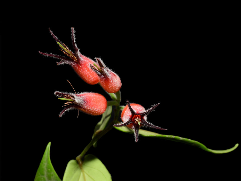 Ceratostema lanigerum var Ecuagenera