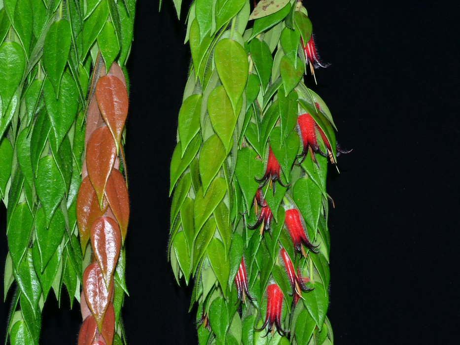 Ceratostema loucianae (small)