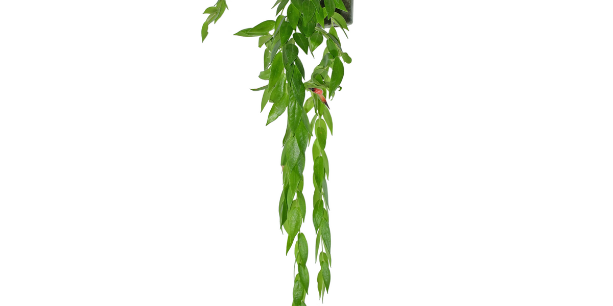 Ceratostema loucianae (small) — Ecuagenera USA Corp