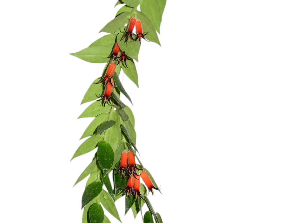 Ceratostema_loucianae_1868x140