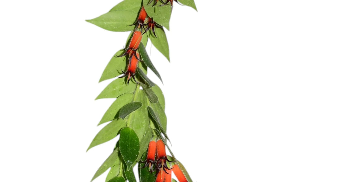 Ceratostema loucianae — Ecuagenera USA Corp