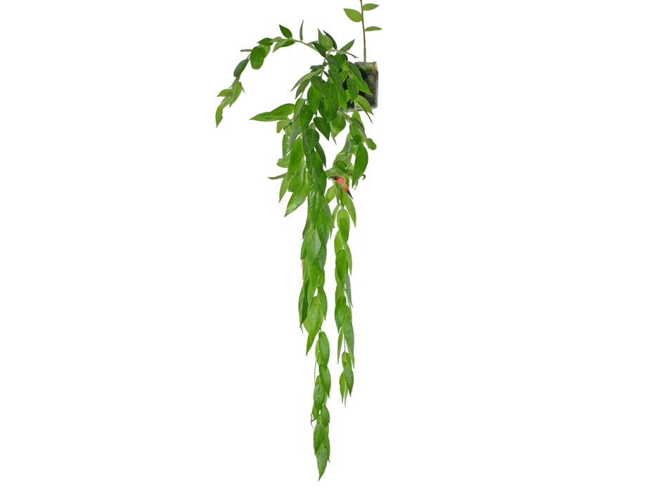 Ceratostema loucianae (small) — Ecuagenera USA Corp Ceratostema loucianae (small) — Ecuagenera USA Corp