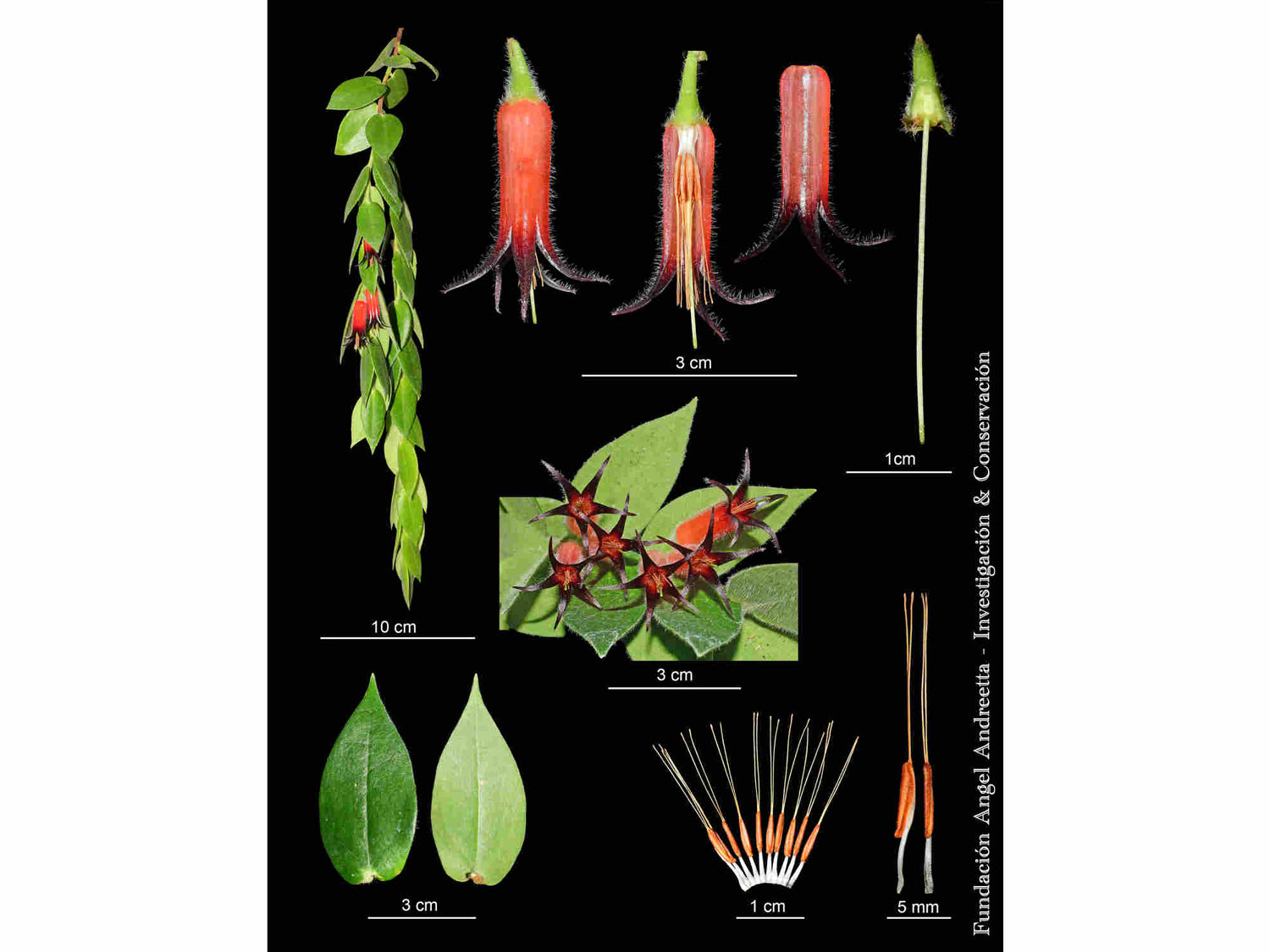 Ceratostema loucianae