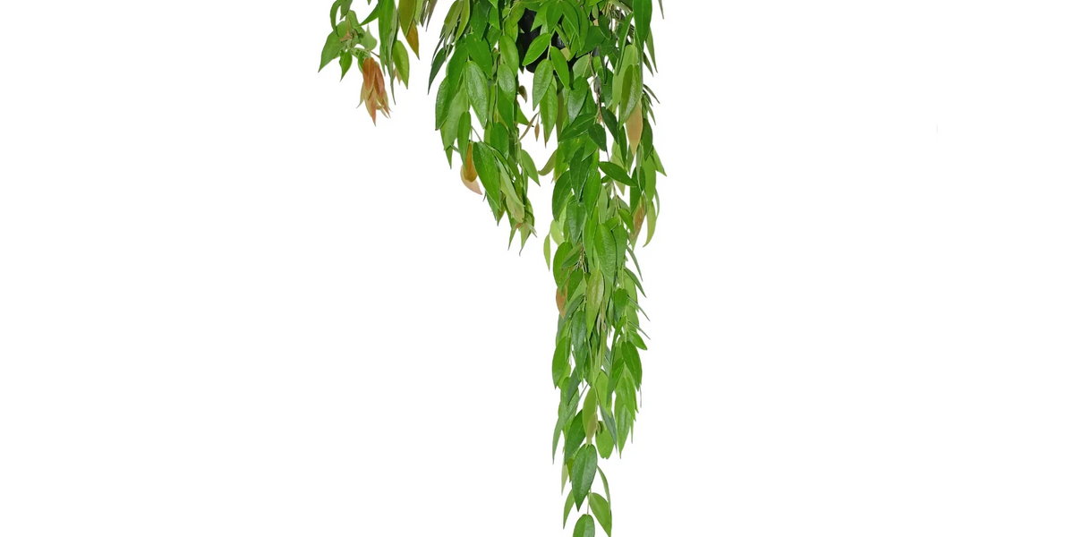 その他観葉植物 Ceratostema loucianae Ceratostema loucianae (Big) — Ecuagenera USA Corp