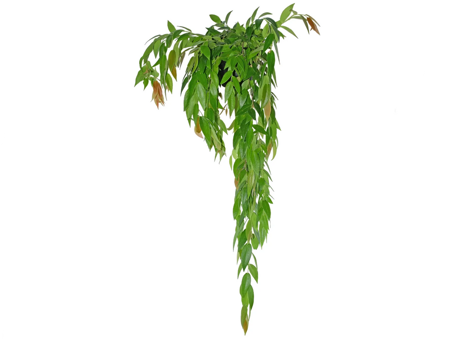 Ceratostema loucianae — Ecuagenera USA Corp Ceratostema loucianae — Ecuagenera USA Corp