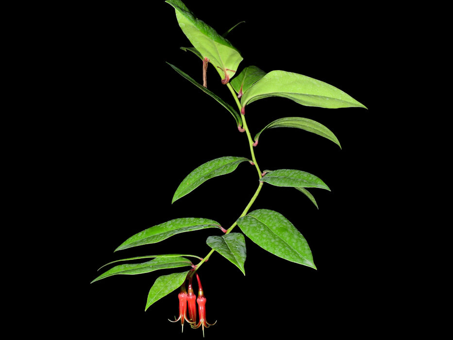 Ceratostema medinae