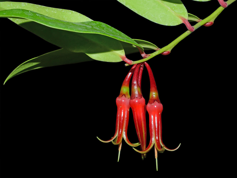 Ceratostema medinae