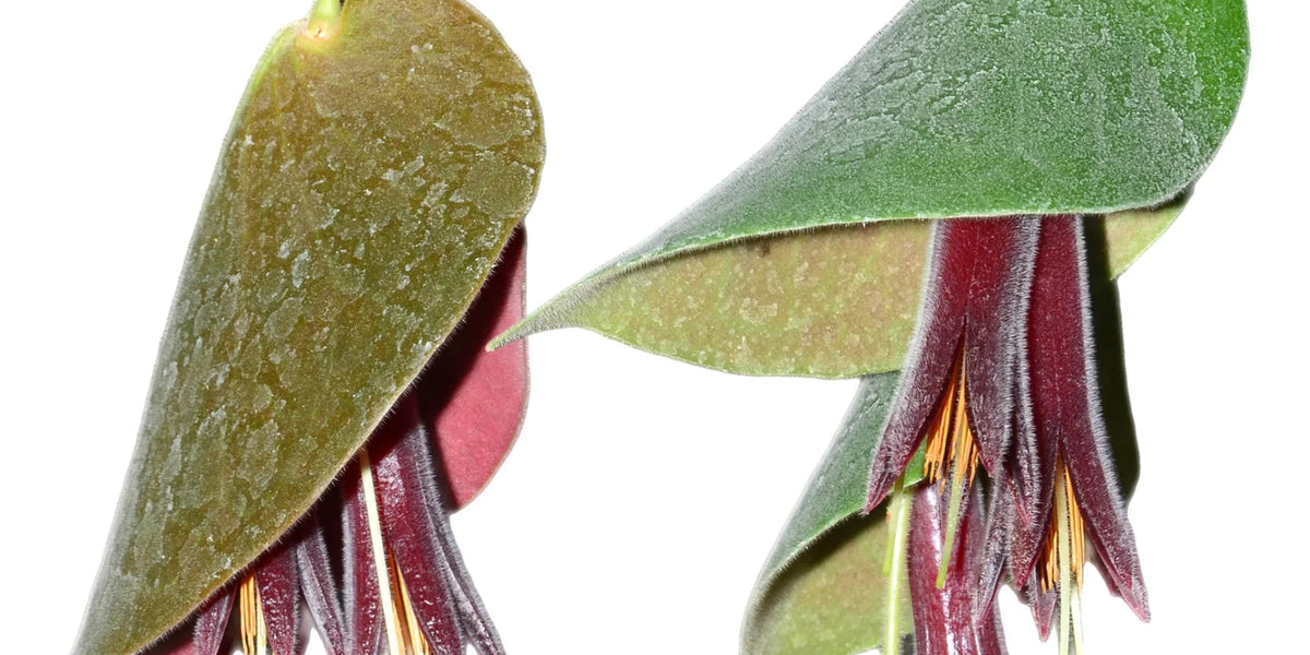 Ceratostema pendens — Ecuagenera USA Corp Ceratostema pendens — Ecuagenera USA Corp