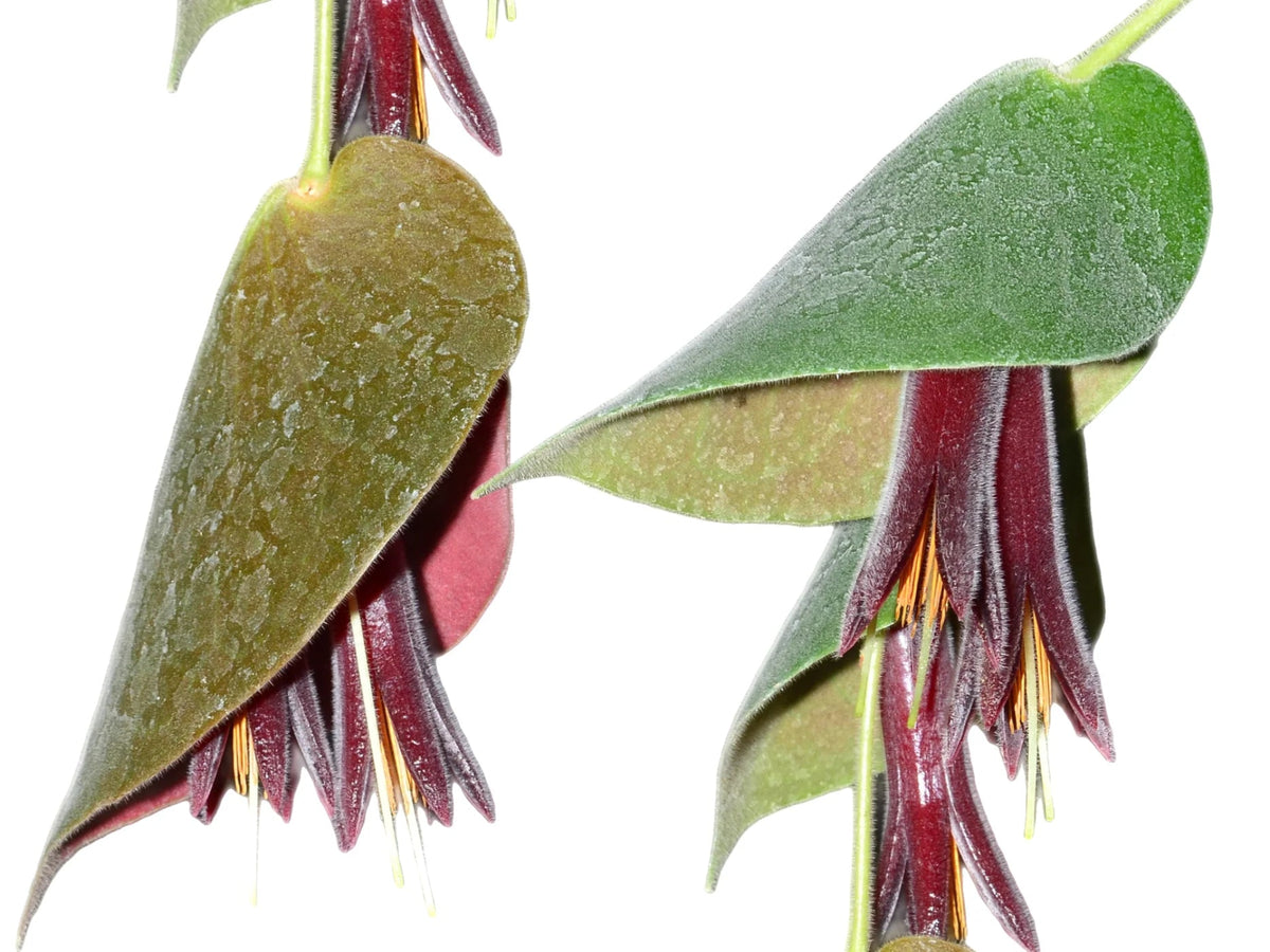 その他観葉植物 ceratostema pendens 2 Ceratostema pendens — Ecuagenera USA Corp