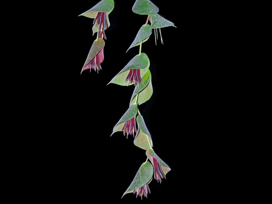 Ceratostema pendens — Ecuagenera USA Corp Ceratostema pendens — Ecuagenera USA Corp