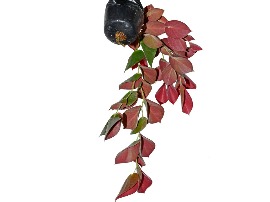 Ceratostema pendens f. red