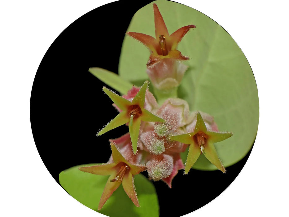 Ceratostema pepeportillae