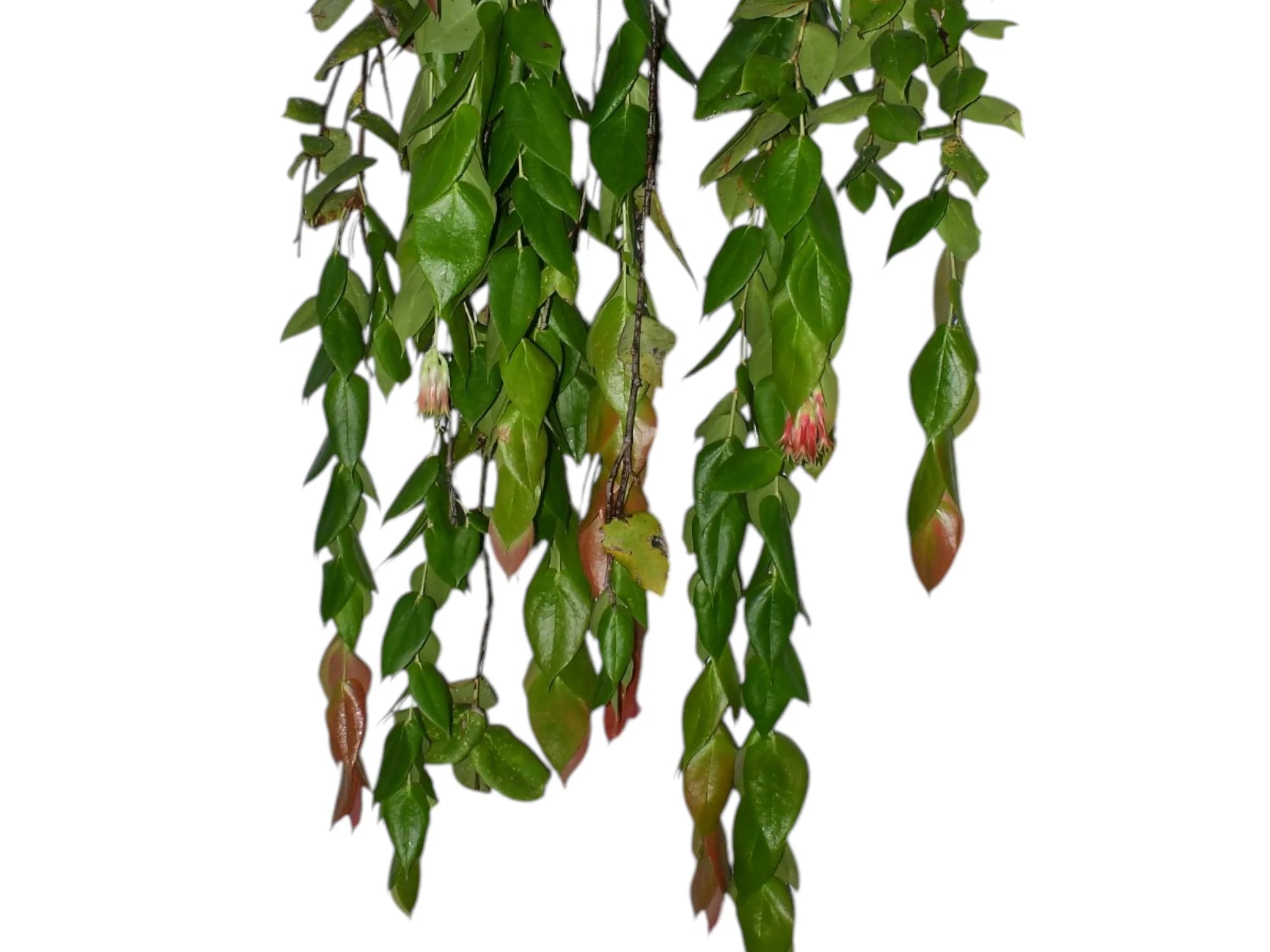 Ceratostema_pepeportillae.