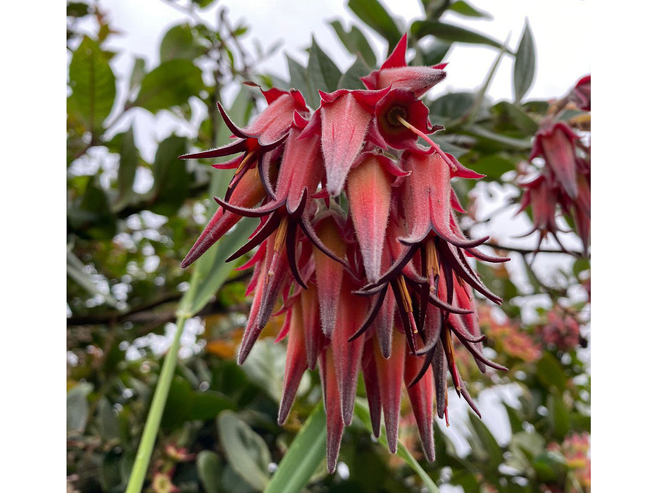 Ceratostema peruvianum