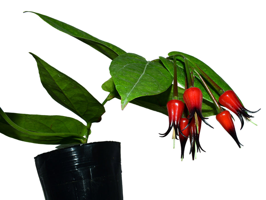 Ceratostema silvicola