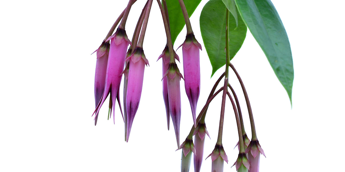 Ceratostema_zamorana_1_1200x60