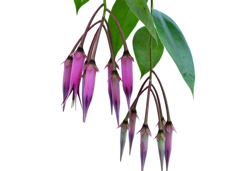 Ceratostema zamorana