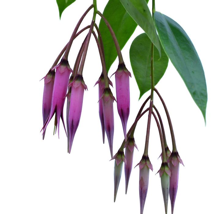 Ceratostema zamorana (seedling)